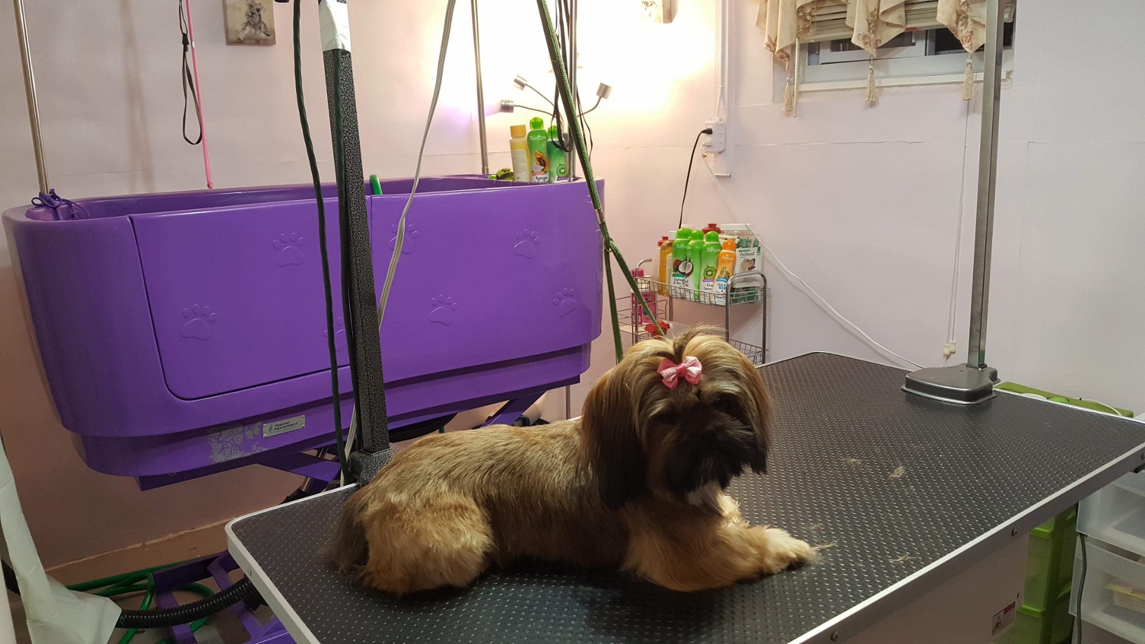 About Us Happy Pets Nj Mobile Dog Grooming