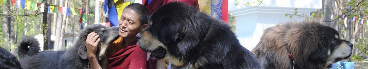 Tibetan Mastiff Blog | do-khyi, Tibetan Mastiff, mastif tybetański