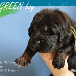 green_04_nam_kha_kennel_tibetan_mastiff_litter_h